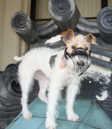 Wire dog muzzle for Wire-haired Fox Terrier