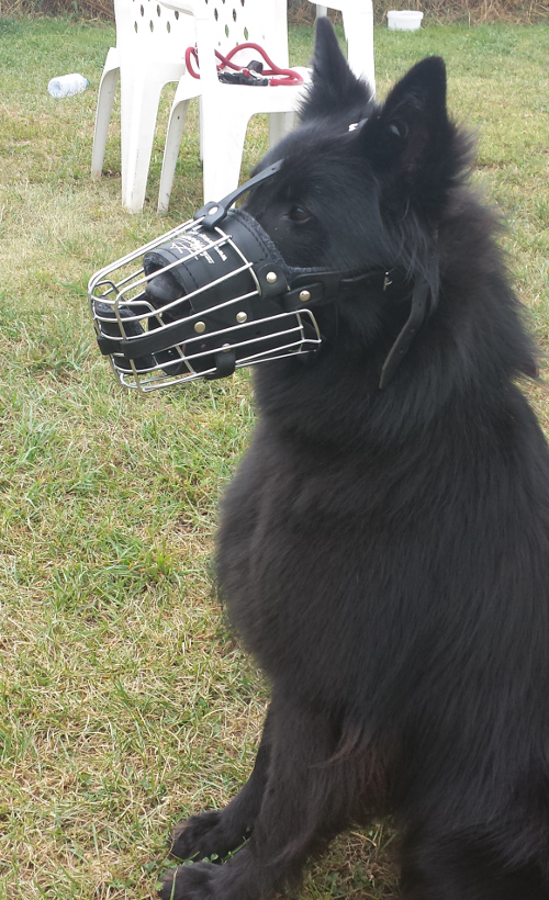 Padded Cage Muzzle for Shepherd