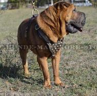 Leder Nieten Geschirr Shar-Pei luxuriös Leder Nieten Geschirr Shar-Pei luxuriös