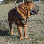 Leder Nieten Geschirr Shar-Pei luxuriös