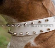 Weißes Hundehalsband aus Leder für Amstaff Weißes Hundehalsband aus Leder für Amstaff