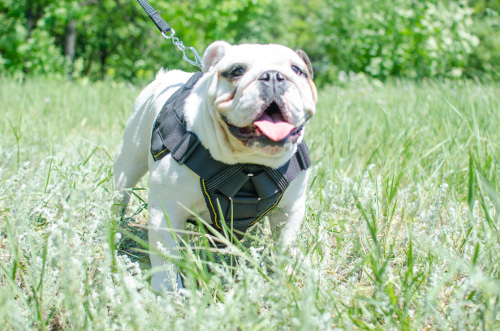 English Bulldog with the Walking Harness  