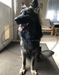 Exklusives Geschirr für Deutschen Schäferhund