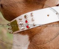 Amstaff weißes Deiigner Halsband Leder Amstaff weißes Deiigner Halsband Leder