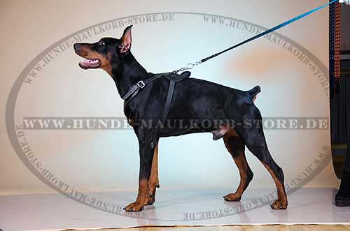 Padded Dog Harness for Doberman Training and Work 