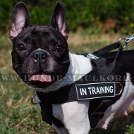 Geschirr für Hunderasse Französische Bulldogge ? ? ?