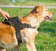 Hunde Geschirr Nylon | Geschirr für Golden Retriever