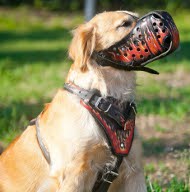 Hundegeschirr Bemalt | Golden Retriever Geschirr Exklusiv