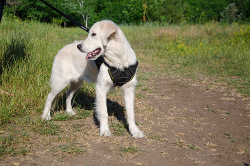 Golden Retriever K9 Harness Nylon 