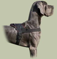 Great Dane Nylon multi-purpose harness for tracking & pulling