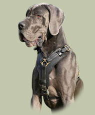 Exclusive Handcrafted Padded Leather Harness for Great Dane