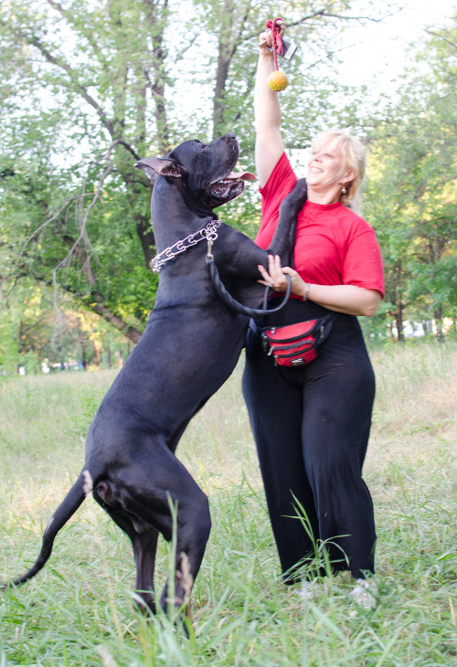 Hundespielzeug mit Schnur für Ziehen