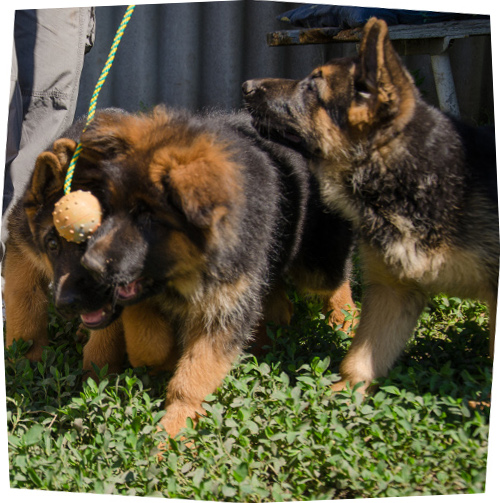 Rubber Ball for Puppies, 5cm 