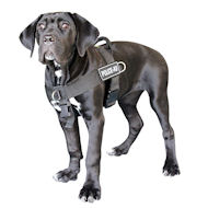 New nylon dog harness - Better control of your Cane Corso Dog