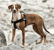 Allwettergeschirr für Louisiana Catahoula Leopard Dog