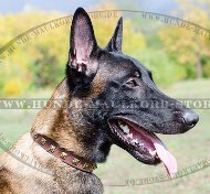 Leather Studded Collar for Belgian Malinois