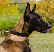 Dog Collar for Malinois. Working Dog Gear