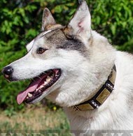 Halsband für Schlittenhunde mit Nieten und Platten