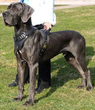 Attack Leather Dog Harness for Great Dane