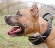 Amstaff Hetzhalsband aus Leder