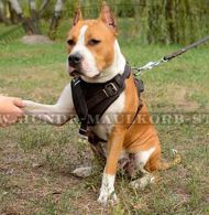 Amstaff ledernes Brusgeschirr k9