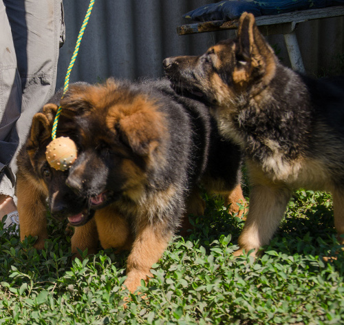 Hundeball für Welpen, 5 cm 