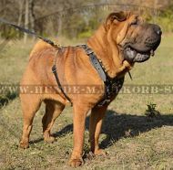 Premium Leather Harness with Studs for Shar-Pei