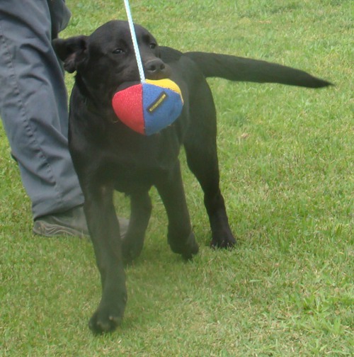 Haltbares Hunde Ball für Hundetraining & Spielen 