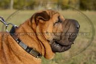 Leder Halsband für Shar-Pei mit Pyramiden und Platten