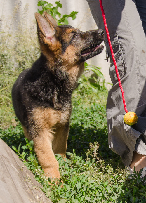 Robust Dog Ball with Nylon Cord for Strong Dogs 