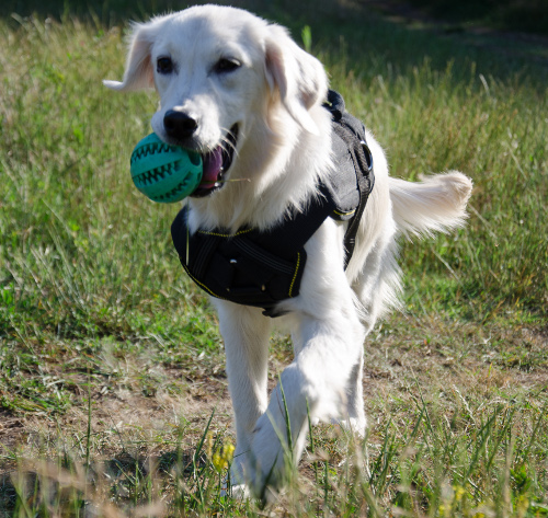 Hundespielzeug für Apportieren 