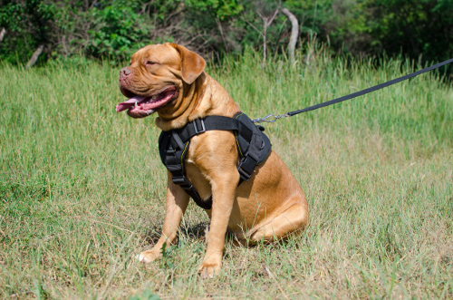 Dogue de Bordeaux with the Universal Dog Harness 