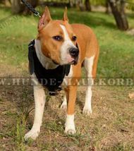Amstaff Spitzenqualität Brustgeschirr aus Leder Amstaff Spitzenqualität Brustgeschirr aus Leder