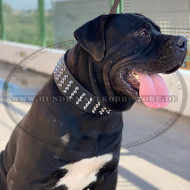 Breites Lederhalsband 5 cm mit Spikes Nieten für Boerboel Mastiff