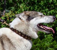 Halsband für Husky und Laika mit golden Nieten