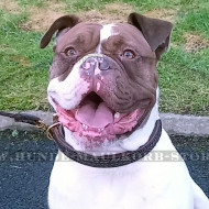 Amerikanische Bulldogge Lederhalsband 25 mm mit Flechten