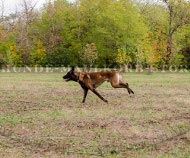 Dog Collar with Metal Click Buckle for Malinois