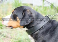 Padded Dog Collar for Swiss Mountain Dog K9