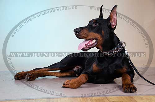 Designer Dog Collar in Barbed Wire Style for Doberman 