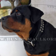 Hundehalsband mit Nieten für Rottweiler