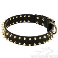 Fettlederhalsband für Hunde mit Goldnieten Design ✔