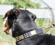 Dog Collar for Bernese Sennenhund with Studs and Plates