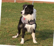 Hundemantel für Border Collie | Wasserdichter Umhang ❉