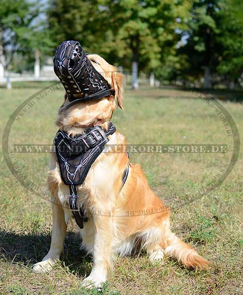 Designer Dog Muzzle for Golden Retriever 