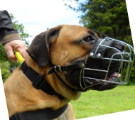 Wire Dog Muzzle for Boerboel Bestseller 2020