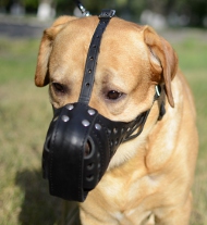 Leather Dog Muzzle for Labrador "Dondi plus"