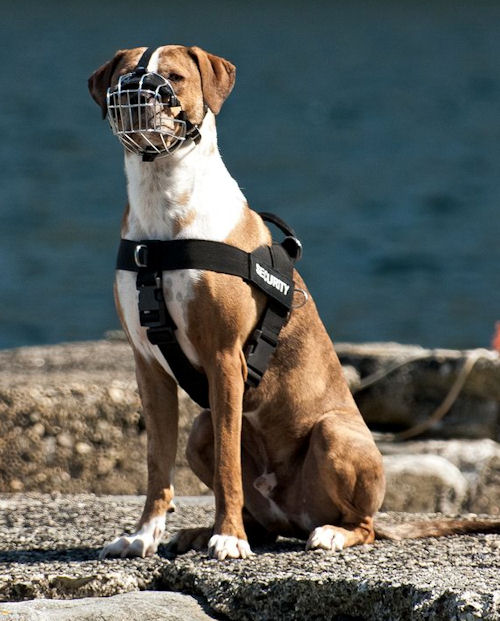 Drahtmaulkorb fuer Amerikanischen Louisiana Catahoula Leopard Dog