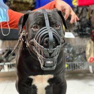 Leichter Ledermaulkorb mit Stirnriemen für African Mastiff