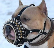 Edler Hundemaulkorb aus Leder mit Spikes für Pitbull