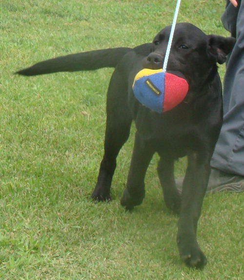 Haltbares Hundeball für Training & Spielen 